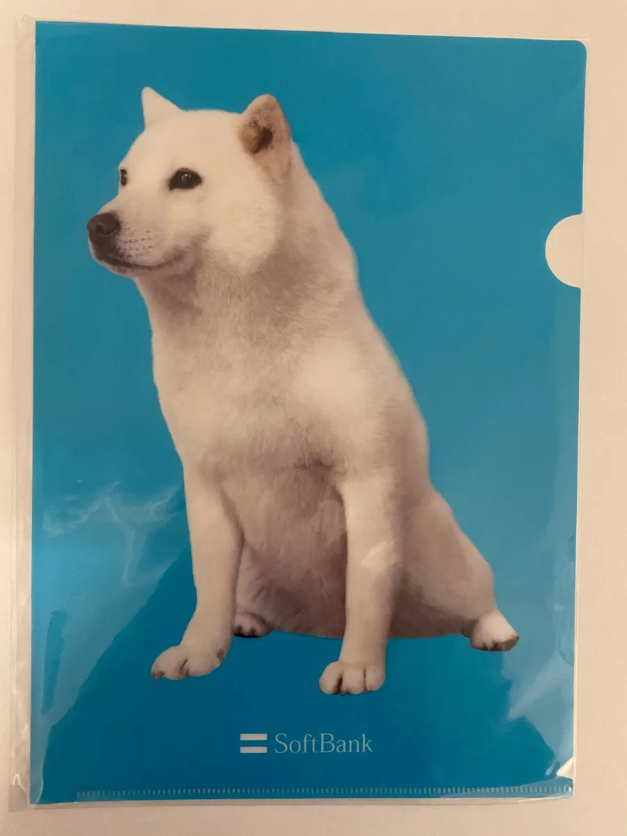 White hokkaido dog 2025