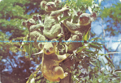 D177374 Koalas oder Australian Native Bears. Murray Ansichten