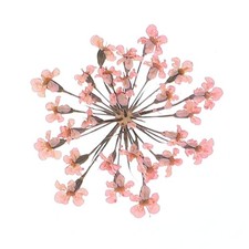 24Pcs Dried Pressed Flowers, Lace Flowers for DIY Making, Light Pink