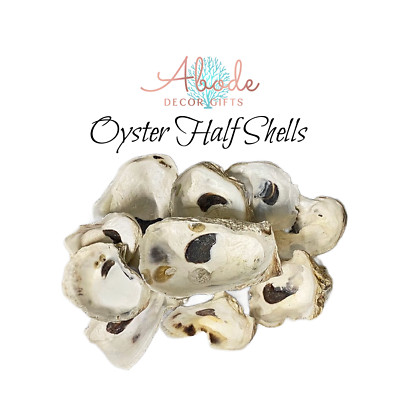 Bulk Oyster Shells 2-4'' for Crafts With or Without Drilled Holes