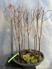 11 Tree Bald Cypress  - Forest Bonsai