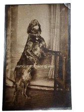 vintage RPPC early BIG DOG PHOTO real photo postcard