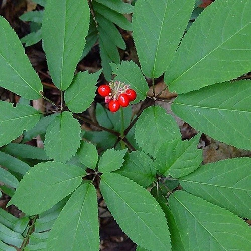 ginseng plant products for sale | eBay