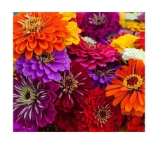 Zinnia Seeds for Planting – Non-GMO Heirloom Zinnia Flower Seeds – F