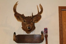 Vtg Whitetail Deer Head Shoulder Mount Taxidermy Cape Shed Antler Hunt Mule Rack