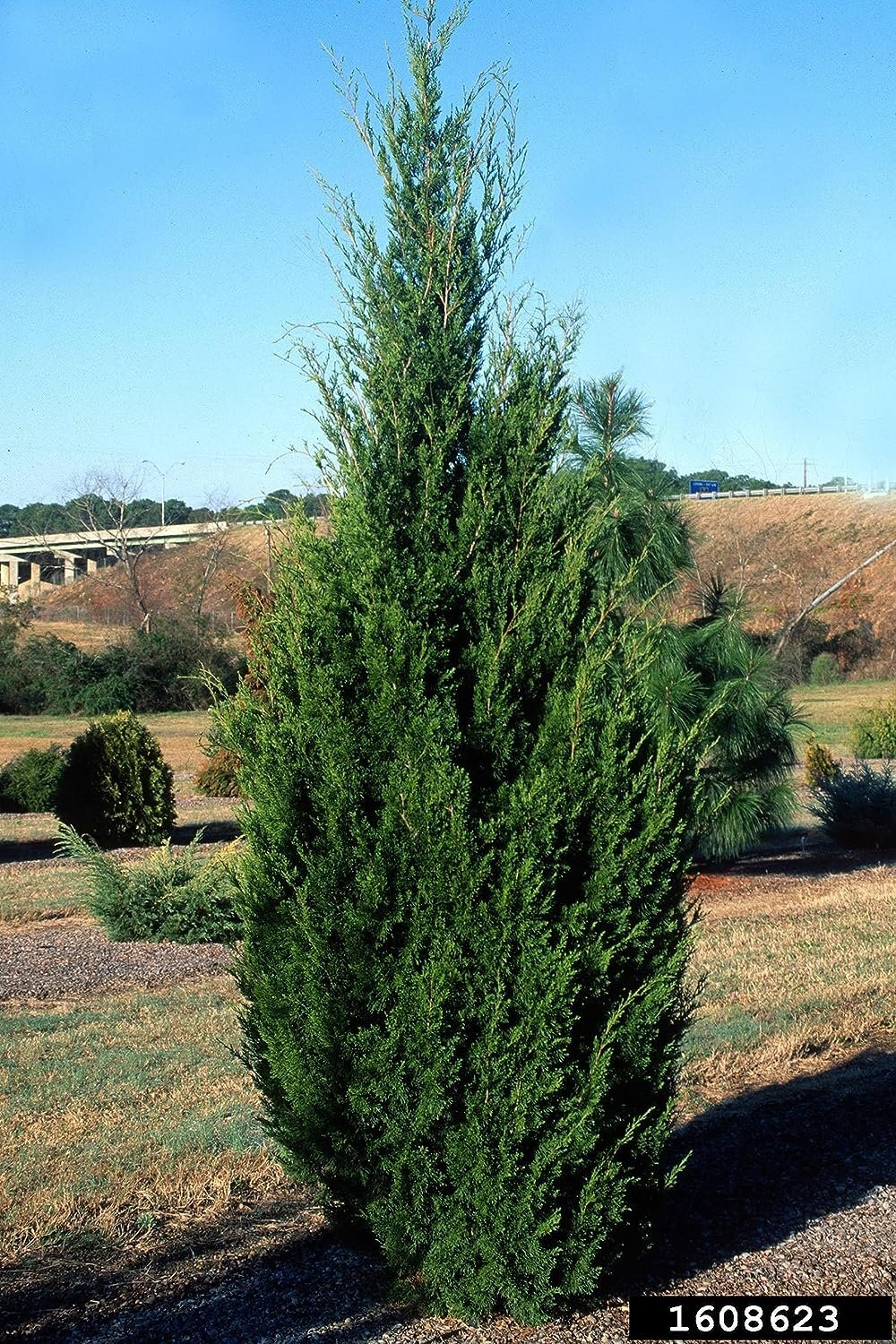 Hillspire Juniper | Live Quart Size Plants | Stunning Evergreen for ...