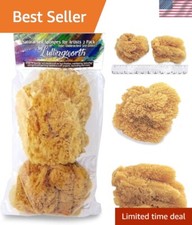 Natural Sea Sponges 2pc Value Pack 5"-5.5" - Ideal for Artistic Texturing