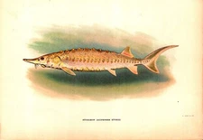 "STURGEON" ACIPENSER STURIO Antique Fish chromolithograph 1909