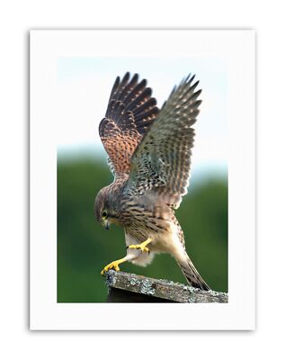 Turmfalke Vogel Beute Greifvogel Action Bild Leinwand Kunstdruck