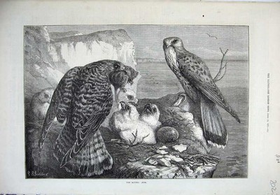 Alter antiker Druck 1871 Vögel Beute Adlernest Baby Jung Ornothologie Klippe 19.