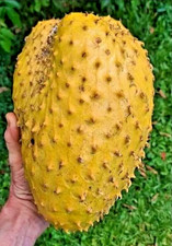 1.000 Golden Soursop Seedss Annona muricata For Planting