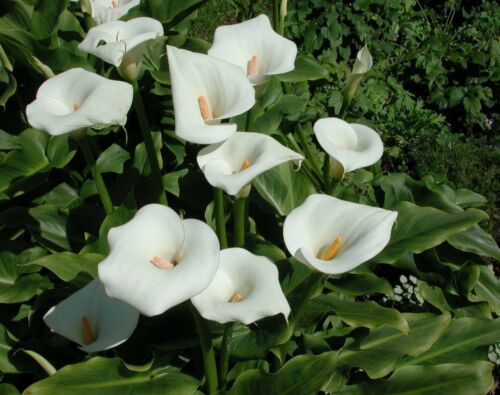 ARUM BLANC Zantedeschia aethiopica bassin jardin - 第 1/1 張圖片