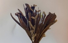 Dried Flowers Bundle Brown Beige White Decor Decorative Boho Rustic