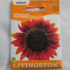 Livingston Sunflower Velvet Queen Annual Full Sun Bee Friendly Seeds Y2090