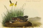Nuttails Whipoorwill John James Audubon Poster Print
