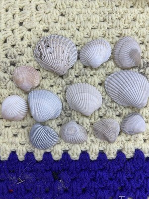 Lot Of 12 Assorted Sizes/colors Clam Seashells For Crafting/aquariums