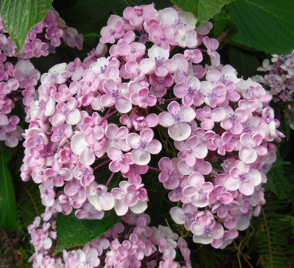 Hydrangea Ayesha with Rare Double Cup-Shaped Blooms