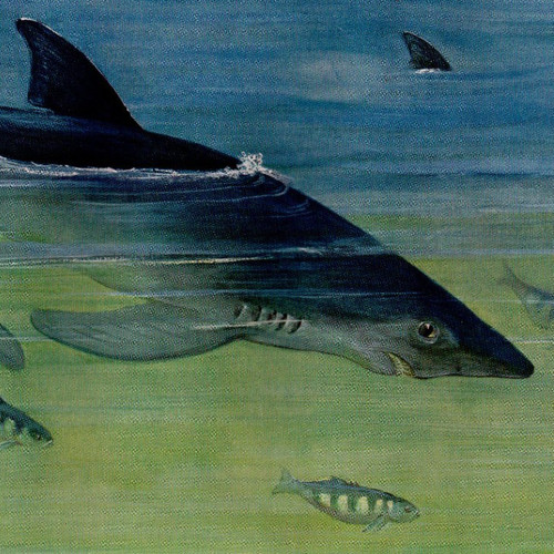 Blue Shark Near the Ocean Surface - 1911 Antique Color Natural History Print