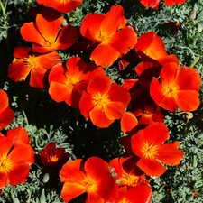 Red Chief California Poppy Seeds - For 2026 Planting Scarlet Flanders Poppies
