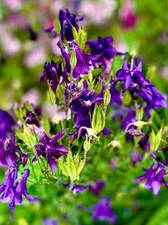 Columbine PURPLE HAZE Mix Perennial Hummingbirds Butterflies Non-GMO 200 Seeds