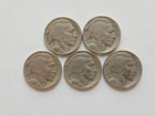 BARGAIN! FIVE (5) FULL, BOLD, DIFFERENT DATE Buffalo Nickels! PART to FULL HORNS