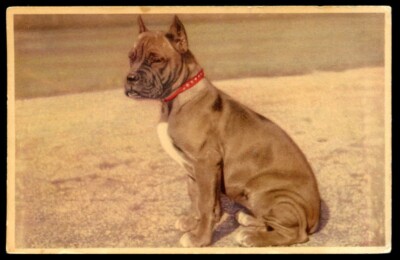 BOXER DEUTSCHER HUND FARBE FOTO BILD POSTKARTE - Sitzstudie - 1952 - Belgisch