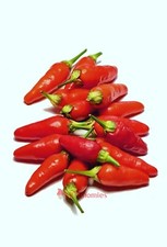 Hawaiian Chili Hot Pepper Seeds Birdseye 15 Freshly dehydrated seeds