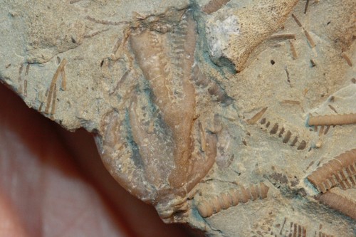 Rare Xenocrinus baeri Crinoid from Southern Ohio