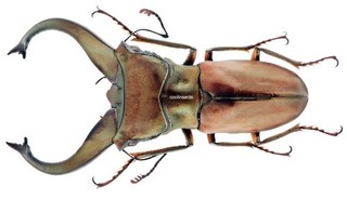 Insect LUCANIDAE Cyclommatus gestroi Timika "C" type Male 52mm / ....!!