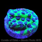 Corals of Eden ~ WYSIWYG Live Coral Frag ~ Master PPE Cyphastrea Coral SPS — photo 2