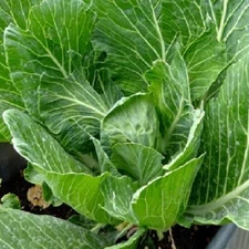 Vates Collards Seeds  | Heirloom Collards Seeds | Fresh NON-GMO Garden Seeds