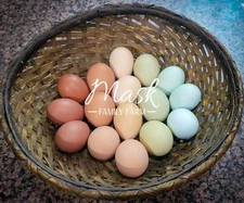 12 Rainbow Chicken Eggs - Black Copper Maran, Ayam Cemani Hybrids, Cream Legbar