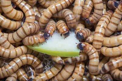 #ad #ad Live Superworms 25 3000 Bonus Reptile Feeders Food Insects $119.99