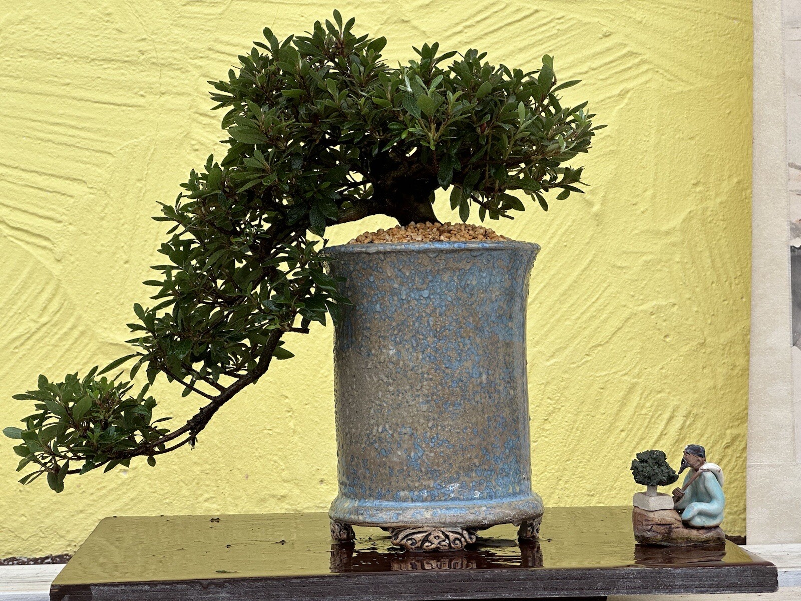 Joe Bonsai Azalee Kaskade Satsuki Varietät " Hi No Maru " Rare Bowl