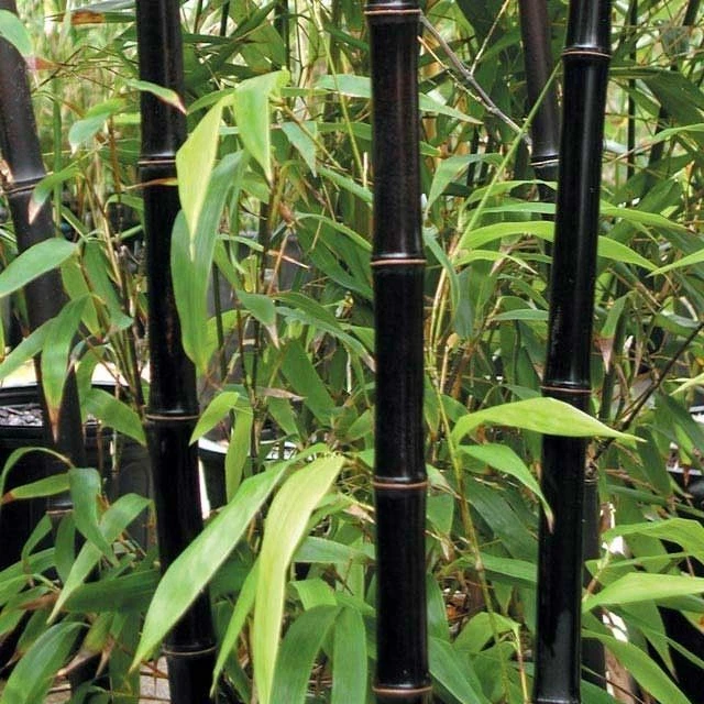 **20 SEMI DI MOSO BAMBOO NERO BLACK - PHYLLOSTACHYS NIGRA - PIANTA ORNAMENTALE