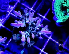 ARK Caribbean Sunrise SPS 1″- ALMOST WYSIWYG