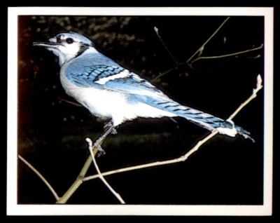 Panini Animals of the World 1992 Sticker Nr. 21