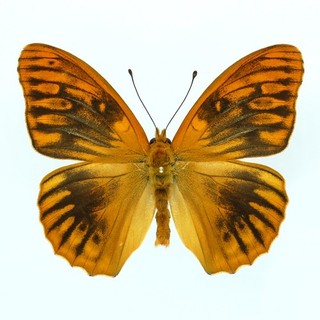 SPLENDID Argynnis paphia EXTREME ABERRATION MALE FROM UK