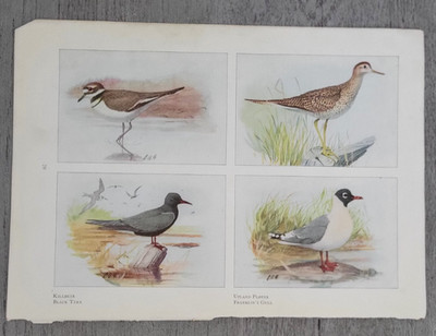 KILLDEER UPLAND PLOVER BLACK TERN GULL by Louis A. Fuertes 1918 Bird Print