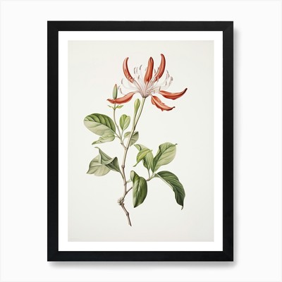 Geißblatt Blume Vintage Botanica gerahmtes Wandbild Poster Leinwanddruck Bild