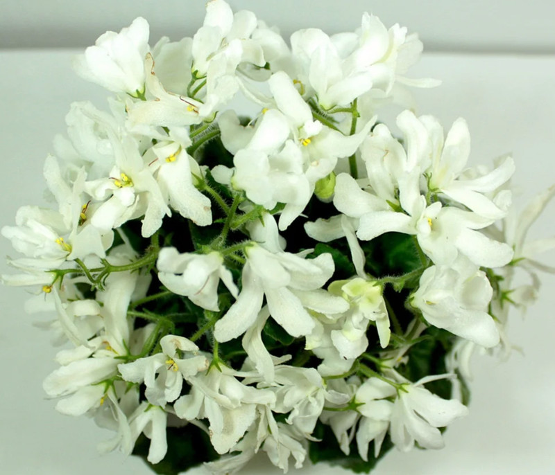 African Violet Plant ~ Lunar Lily White ~ Semi