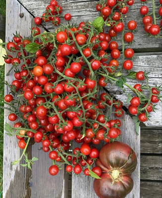 #ad 30 MATT#x27;S WILD CHERRY TOMATO SEEDS heirloomseedguy 2026 NON GMO $1.92