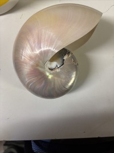 White Chambered Polished Pearlized Nautilus Seashell Sea Shell 6.5" inches