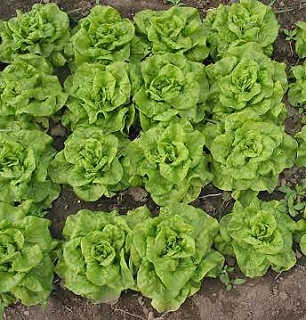 Lettuce Tom Thumb 1,000 seeds | eBay