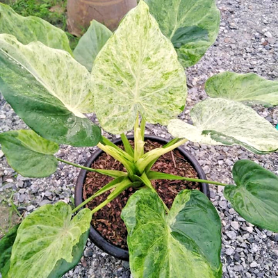 Alocasia Cucullata Variegated Marble Plant Free Phytosanitary