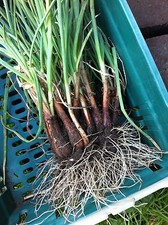 5 EVERLASTING/ PERPETUAL SPRING ONIONS - Allium cepa 'Perutile'-