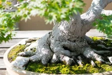 Japanese Maple Bonsai Tree Seeds - Prized Bonsai Material