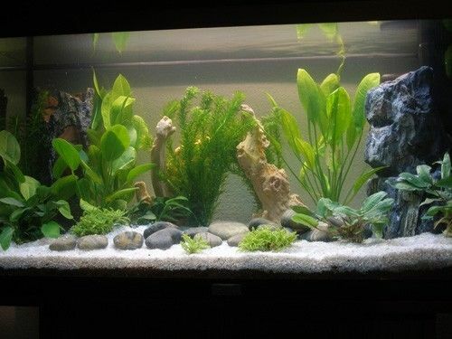 Fish Tank White Gravel Natural Plant Substrate Sand LIGHT 2-3mm 15kg - Picture 9 of 11