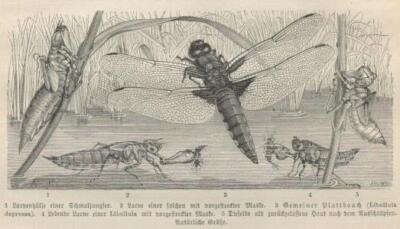 Gemeiner Plattbauch (Libellula depressa)