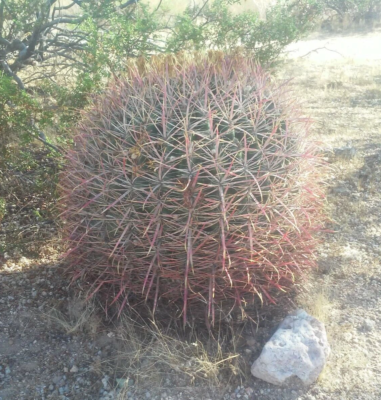 red fruit cactus Eastern Prickly Pear – UJAMAA SEEDS main image 0